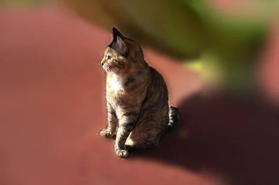 Chat perdu femelle, Rue de Lym...