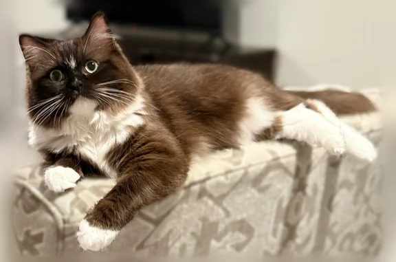 Lost pets Springboro, photo: Lost cat, Liberty Township, OH 45069, USA, Springboro - female