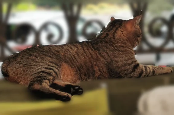 Chat perdu femelle, Boulevard...