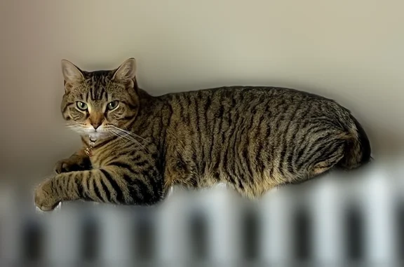 Lost cat, Commonwealth Avenue, 1940, Boston - female, brown tabby, short-haired - photo