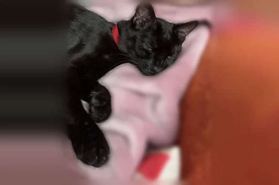 Chat perdu mâle, Allée Eugène...