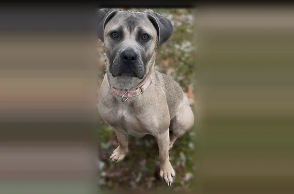 Lost pets Rochester Hills, photo: Lost dog, Vardon Drive, 3698, Rochester Hills - female, gray brown coat