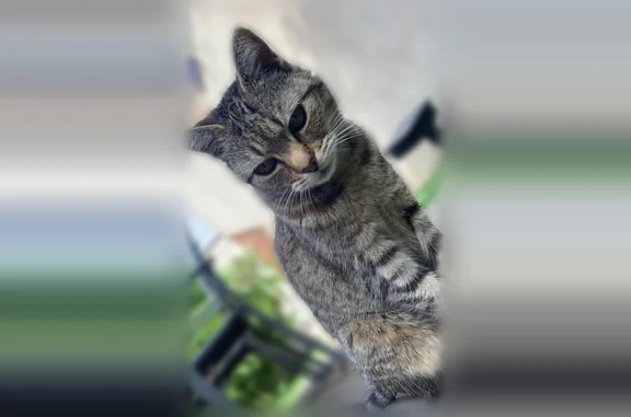 Animaux perdus et trouvés Brumath, photo: Chat perdu, femelle, Rue de la Rivière, 1, Brumath - pucé, très peureuse