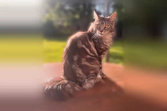 Chat perdu, D 532, Beaumont-Monteux — mâle Maine Coon gris et blanc - photo