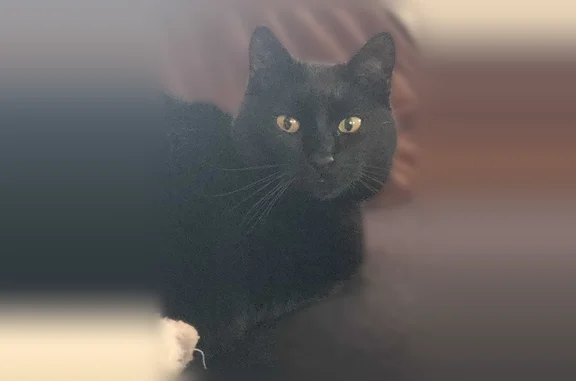 Animaux perdus et trouvés Godewaersvelde, photo: Chat perdu mâle, Rue de la Treille Muscate, Lunel - noir, yeux jaunes, collier jaune