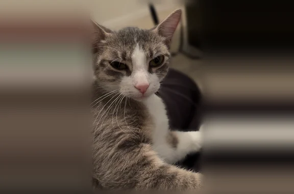 Animaux perdus et trouvés Saint-Étienne, photo: Chat perdu, femelle, Boulevard Augustin Thierry, 10, Saint-Étienne - petite taille, 1 an et demi