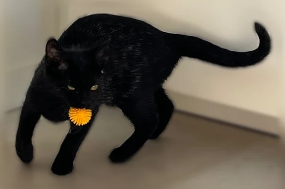 Animaux perdus et trouvés Chelles, photo: Chat perdu, femelle, Impasse Emilie, 23, Chelles - entièrement noire