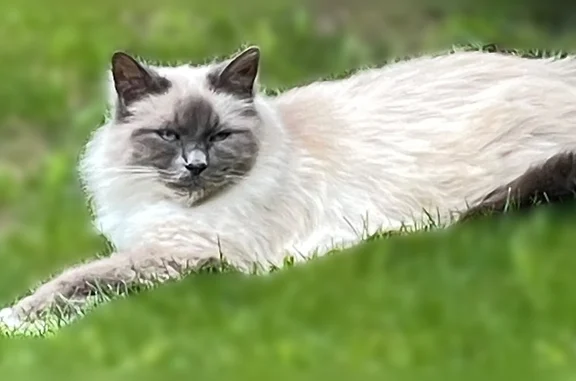 Chat perdu mâle, Avenue du Val de Beauté, 44, Nogent-sur-Marne, Champigny-sur-Marne - pattes blanches - photo