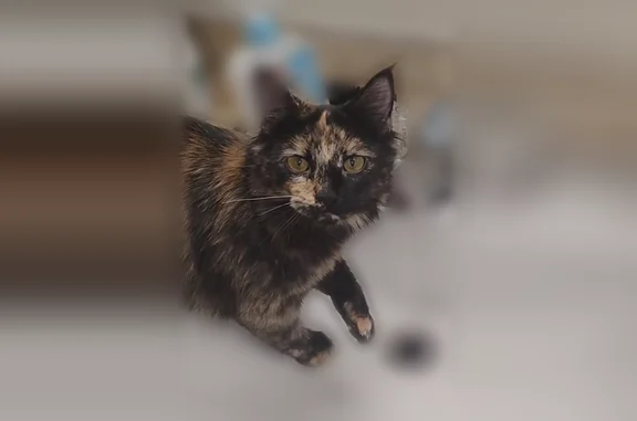 Lost cat, West 133 North, 355, Idaho Falls - female tortoiseshell domestic long-haired cat - photo