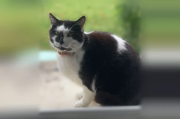 Chat perdu mâle, Rue Robert Schuman, Niort - chat noir et blanc avec collier - photo