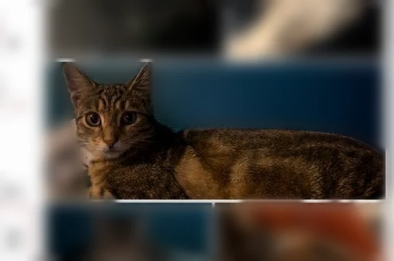 Animaux perdus et trouvés Lyon, photo: Perdu chat femelle, Rue Courmont, 15, Lille - chatte tigrée stérilisée