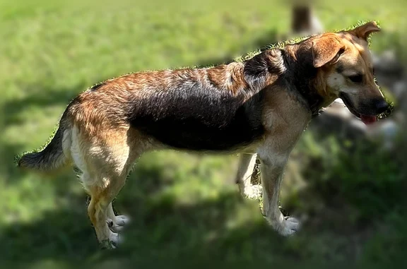 Animaux perdus et trouvés Lyon, photo: Chien perdu femelle, Quai Charles de Gaulle, 99, Lyon - petites oreilles cassées