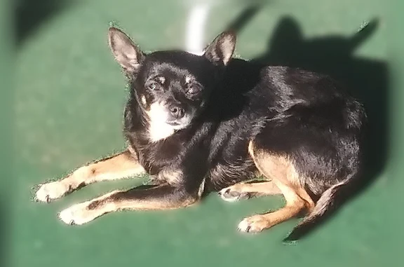 Lost pets San Diego, photo: Lost dog, Jamestown Road, 5291, San Diego - female chihuahua