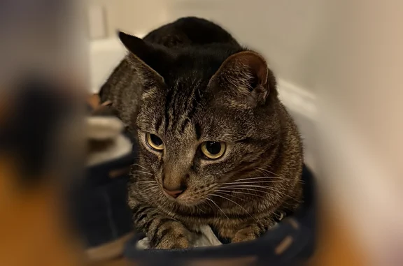 Lost cat, Arline Drive, 9, Attleboro - male, greenish eyes - photo