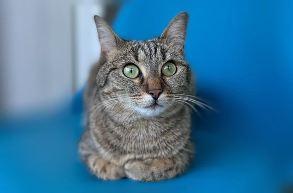 Animaux perdus et trouvés Strasbourg, photo: Perdu chat femelle, Rue de la Fecht, 24, Strasbourg - tigré, de très petite taille