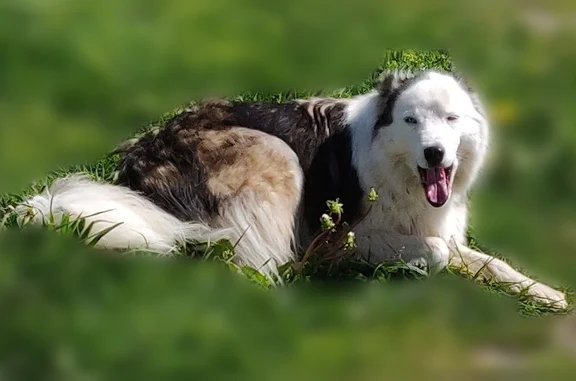Animaux perdus et trouvés La Clusaz, photo: Chien trouvé, Impasse du Petit Nant, 140, La Clusaz - collier brun