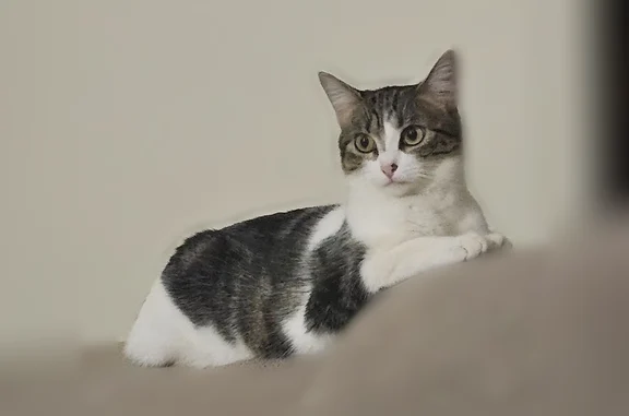Chat perdu femelle, Rue des Roses, Roche-la-Molière - blanche et tigrée - photo