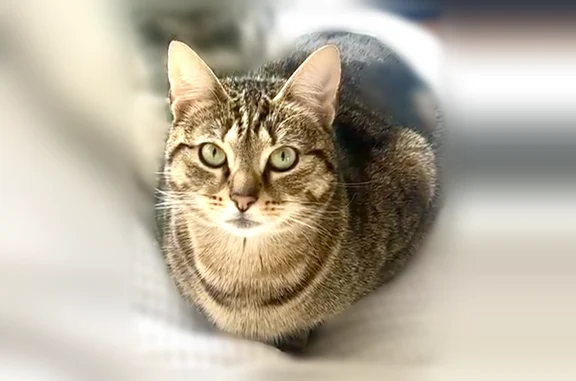 Animaux perdus et trouvés Vincennes, photo: Chat perdu femelle, Rue Joseph Gaillard, 36, Vincennes - craintive
