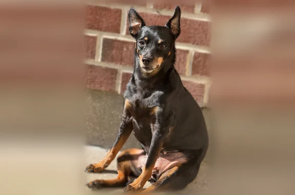 Animaux perdus et trouvés Bruay-la-Buissière, photo: Chien perdu, Rue du Vénézuela, 79, Auchy-les-Mines - femelle pinscher nain noir et feu