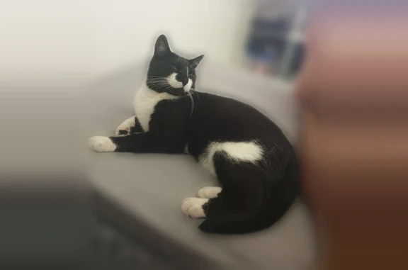 Animaux perdus et trouvés Marseille, photo: Perdu chat femelle, Chemin Saint-Jean-du-Désert, 164, Marseille