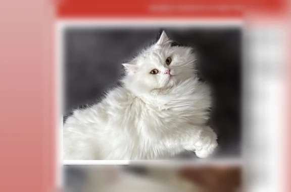 Chat perdu mâle, Rue Saint-Nicolas, 78, Saverne - photo
