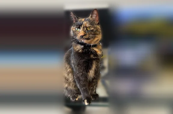 Lost cat, Candytuft Court, 25616, San Antonio - female tortoiseshell with orange and black coat - photo