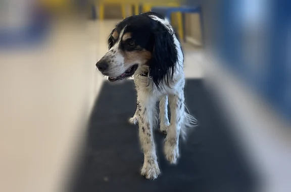 Chien trouvé, Saint-Seurin-sur...