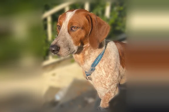 Lost dog, Signal Hill Boulevard, Swansea - male basset hound mix, short and stocky - photo