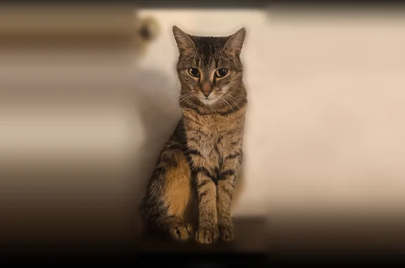 Chat perdu femelle, Chemin Philippe Belleteste, 8, Meung-sur-Loire - chatte européen tigrée grande et fine - photo