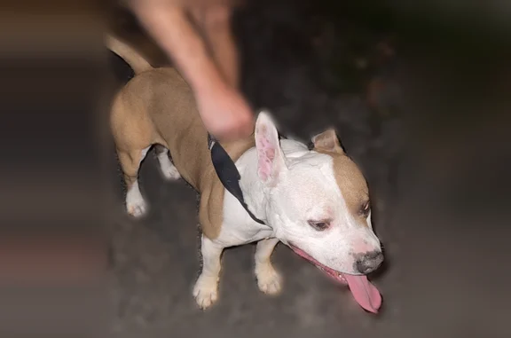 Chien trouvé mâle, Avenue du C...