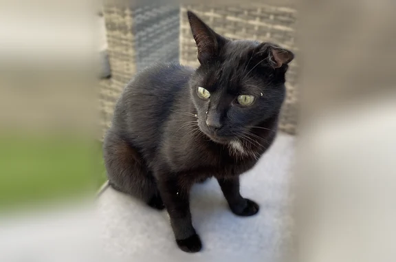 Animaux perdus et trouvés La Queue-en-Brie, photo: Chat perdu mâle, Allée du Gros Chêne, 29, La Queue-en-Brie - petit gabarit, oreille gauche tordue