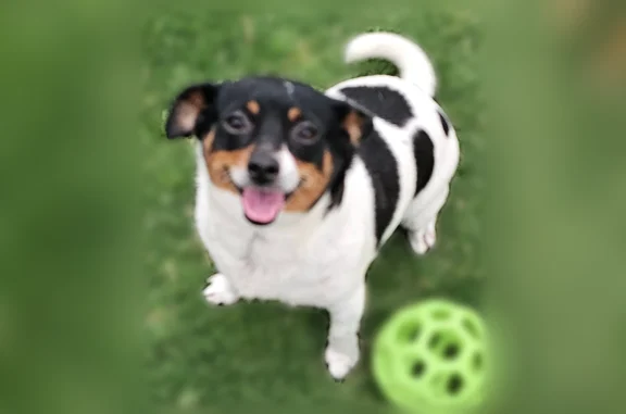 Lost dog, Arkose St, 7110, Midland - female Chi mix with white coat and black and brown spots - photo