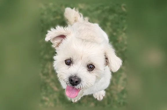 Lost dog, Inselberg St, 1403, Midland - male - Maltese mix with crooked little teeth - photo