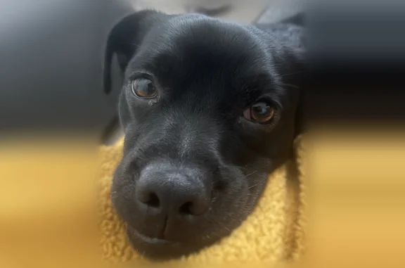Missing dog Male, Arlington (usl540062) - photo