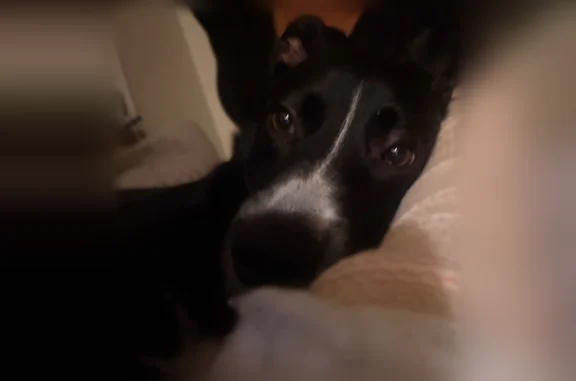 Lost pets Bridgeton, photo: Lost dog, Essex Avenue, 11229, Bridgeton - female