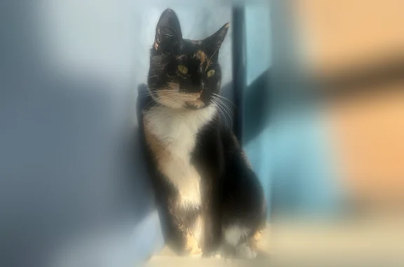 Lost pets Buffalo, photo: Lost cat female, Langfield Drive, 160, Buffalo — tortoiseshell with pink floral collar