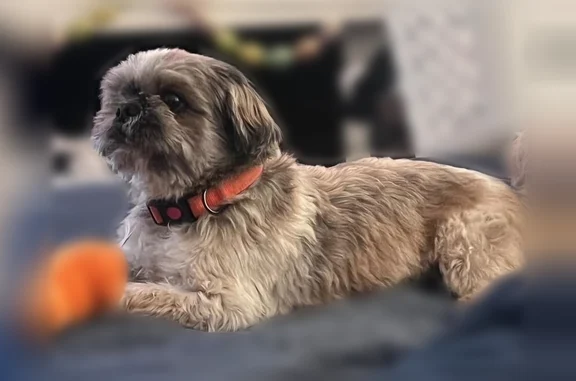 Lost dog, East Avenue Q-14, Palmdale - photo