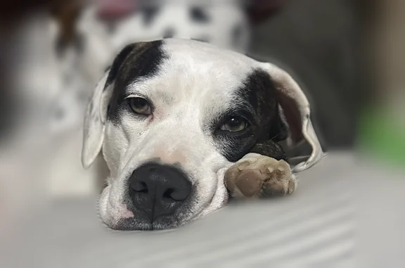 Lost dog, Clinton Road, 15604, North Little Rock, Tulsa - female, answers to Roo - photo