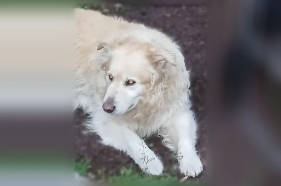 Missing dog Aurora, photo: Lost dog, Deer Creek Road, Missoula - all white, wearing a collar, poor vision