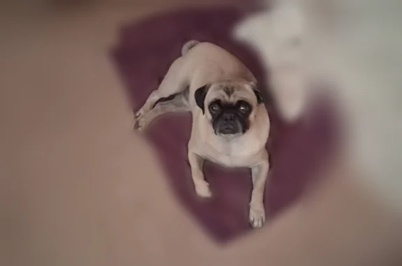 Lost dog, North San Marcial Street, 2032, El Paso — male pug - photo