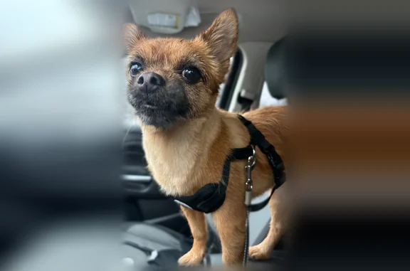 Missing dog Evansville, photo: Lost dog, Hatfield Drive, 1290, Evansville — sweet but scared