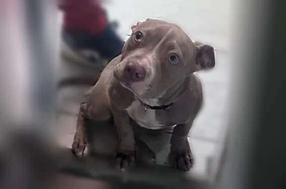 Lost dog, Puritan Street, 17458, Detroit - female grey pitbull with a pink collar and cherry eye - photo