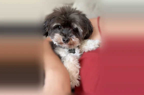 Lost pets Anaheim, photo: Lost dog, East Saratoga Street, 8456, Anaheim - male, black and blue checkered collar