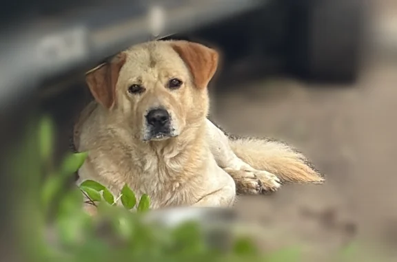 Found pets Vilonia, photo: Found dog, Allen Drive, 6, Vilonia - male