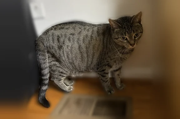 Lost pets Woodbridge, photo: Lost cat, Kingswood Court, 2559, Woodbridge - female gray tabby with black spots