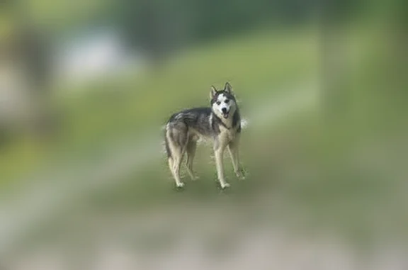 Lost dog, Emmons Road, 209, Alum Creek, Nitro - male, two different eye colors - photo