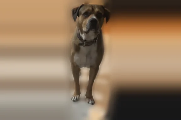 Lost pets Union City, photo: Lost dog, 24th Street, 318, Union City - male, brown skin, white chest