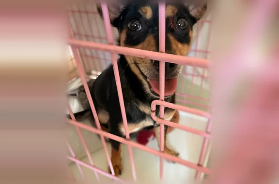 Found pets San Antonio, photo: Found dog, female, Drake Avenue, 445, San Antonio - female chihuahua