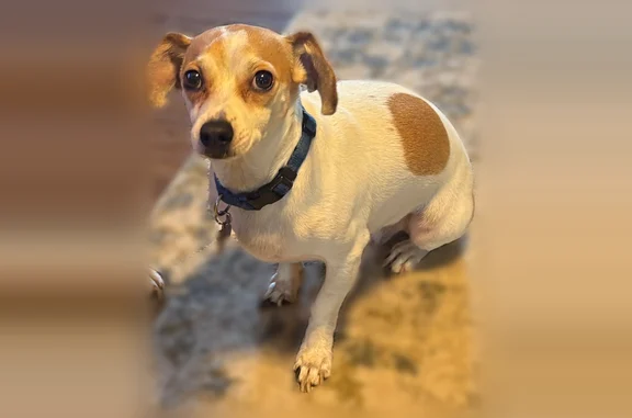 Lost dog, Kendal Avenue, 10416, Miami - sweet and friendly, skittish - photo
