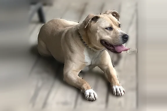 Lost pets Barboursville, photo: Lost dog, Lycans Branch Road, Barboursville - female, tan coat with white paws